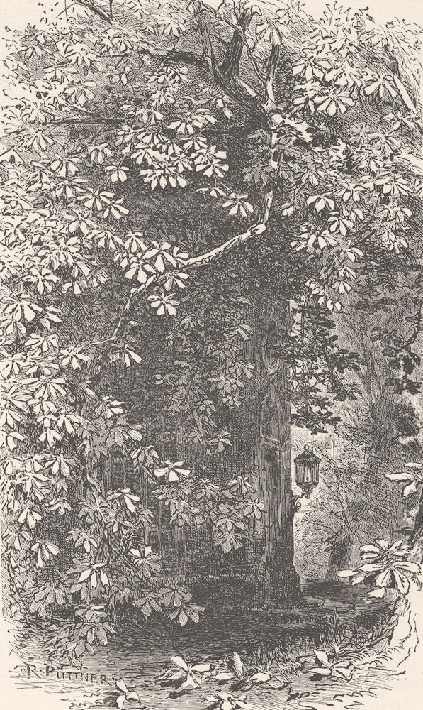 GERMANY. Castle Garden, Biebrich 1903 old antique vintage print picture